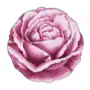 JENNA CLIFFORD - Wavy Rose Full Decal Charger 30cm
